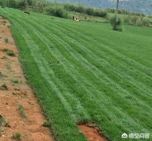 草坪建植与养护管理-草坪建植与养护管理论文