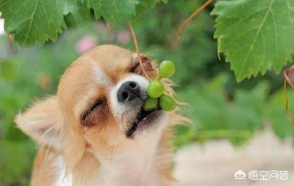狗狗吃葡萄不吐怎么办