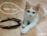 猫咪吃的小鱼干怎么弄碎(图7)