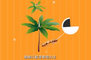 重楼种植技术 （重楼种植技术与栽培管理）