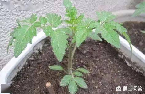 花园种植蔬菜阳台种什么,花园种植蔬菜阳台种什么好