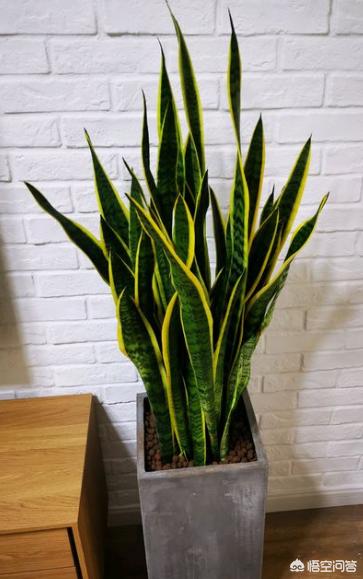 虎皮兰叶子枯萎，请问是怎么回事？可以挽救吗,第28张