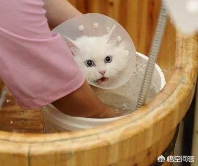 怎么才能让小猫不怕洗澡,第3张