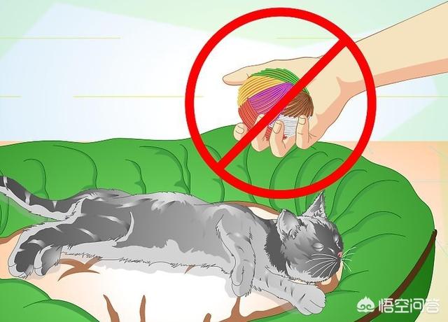 公猫做了绝育之后要注意什么,第9张