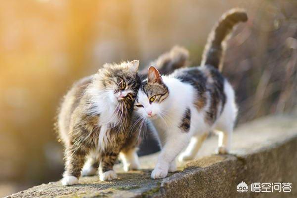 猫咪为什么总是喜欢蹭人呢,第2张