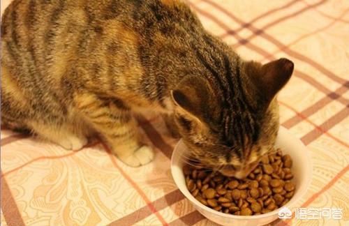 養寵物圖片?文明飼養寵物圖片!
