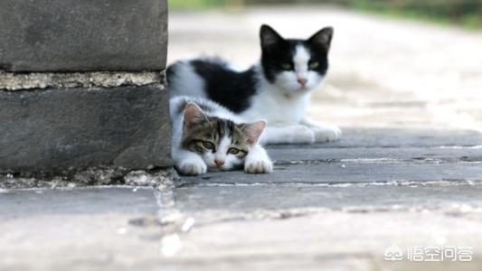 如何和流浪猫建立信任,第7张