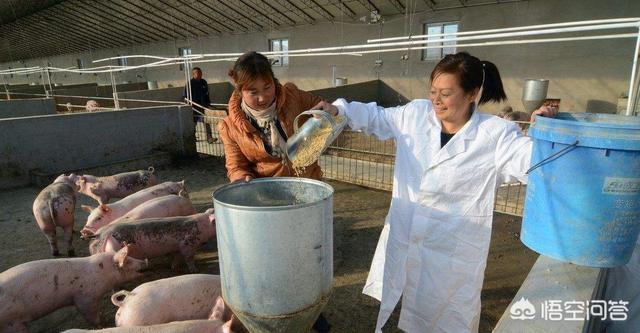 肉猪养殖前景-肉猪养殖前景如何