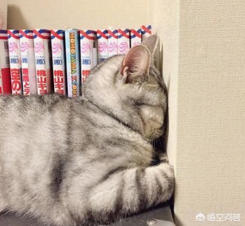 普及知识：如何让猫咪记住自己的名字,第5张