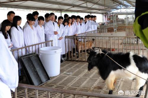哪里可以学兽医专业知识 中国哪些大学有兽医专业？