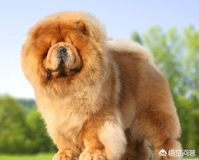 純種松獅犬價格?純種松獅犬多少錢一只!