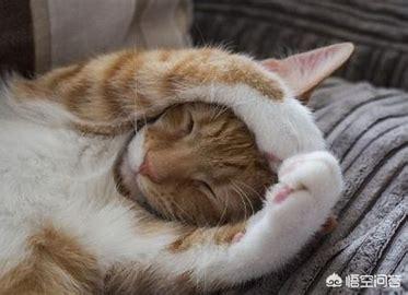 小猫老是挠我怎么办,第2张
