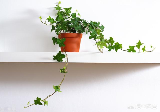 新手养什么植物比较好养活 新手养什么绿植？