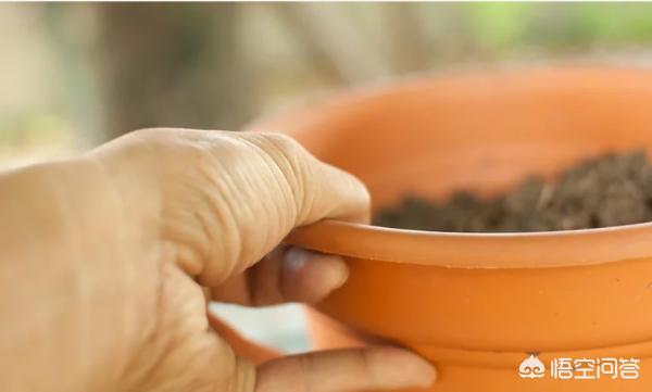 阳台生姜怎么种植方法,阳台生姜怎么种植方法视频