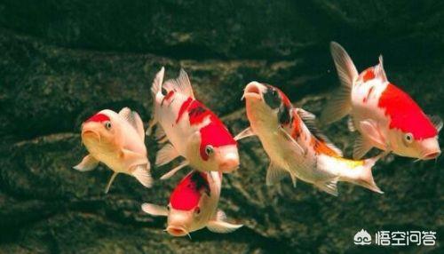 錦鯉魚常見病?錦鯉魚常見病圖片大全!