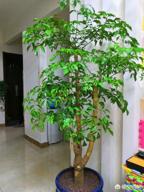 树木价格 养护标准