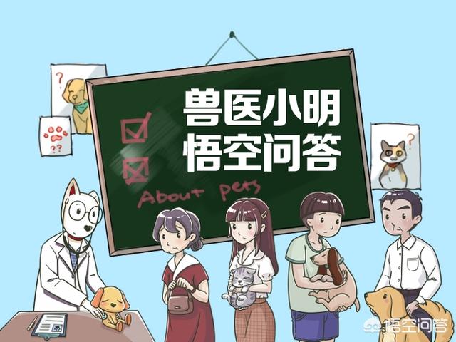 你们觉得狗狗临终前最希望主人做什么,第1张