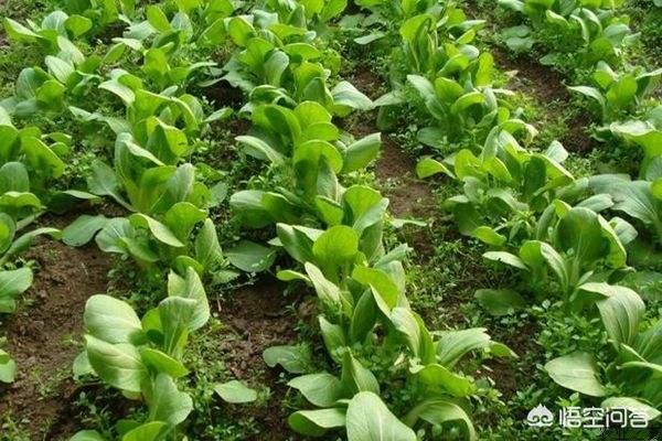 阳台青菜怎么种植,阳台青菜怎么种植方法