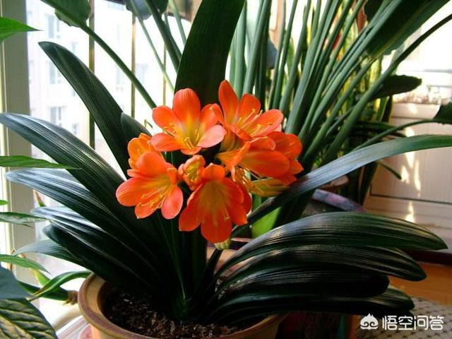 君子兰怎么养才茂盛（君子兰怎样养才能长的旺盛）