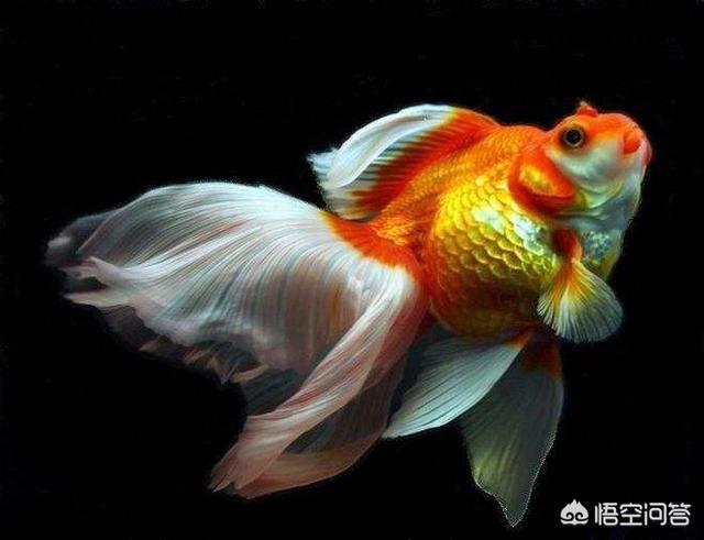送鱼海外生活，送鱼海外生活视频大全