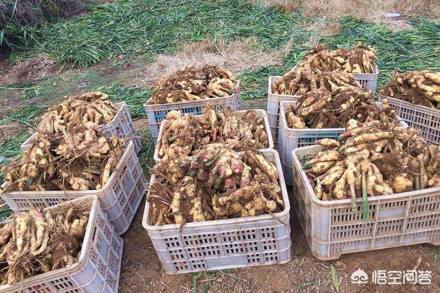 临沂市库存生姜市场在哪里