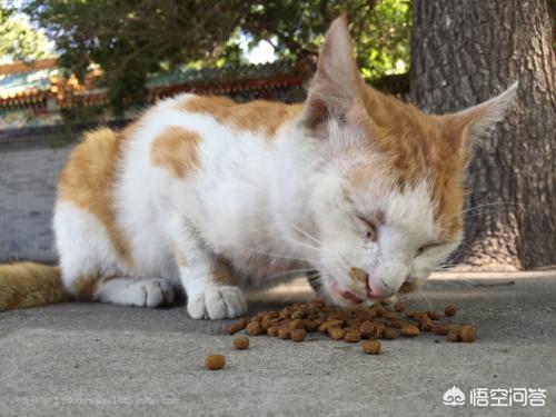 如何和流浪猫建立信任,第4张