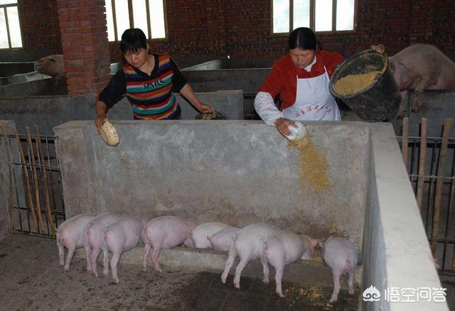 肉猪养殖前景-肉猪养殖前景如何