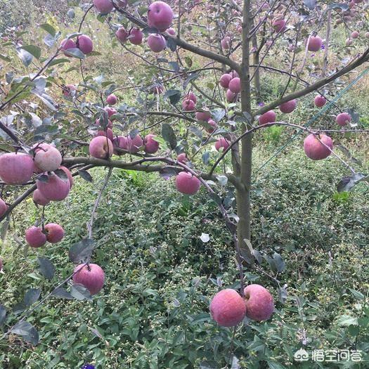 现代种植果园设计图,现代种植果园设计图片