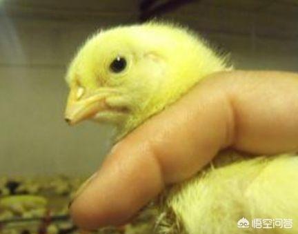 畜禽饲料污染与控制-畜禽饲料污染与控制论文