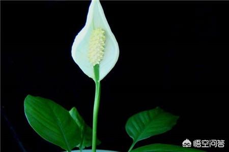 白掌养殖方法和注意事项（白掌养殖方法和注意事项视频）