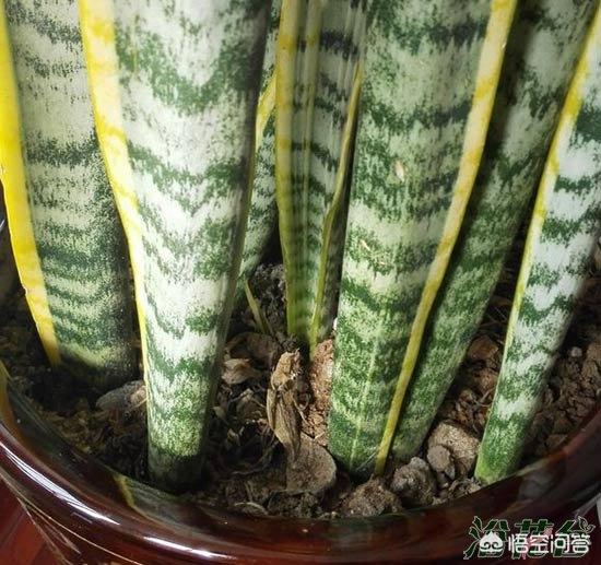 虎皮兰叶子枯萎，请问是怎么回事？可以挽救吗,第13张