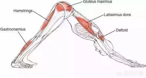 练习瑜伽上犬式和下犬式有什么好处,第12张