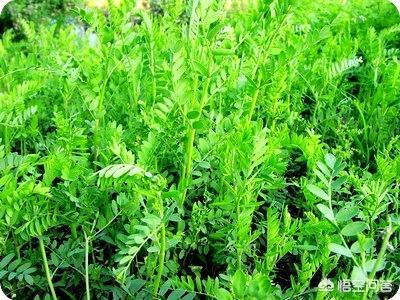 苹果园最新种植模式,苹果园最新种植模式是什么