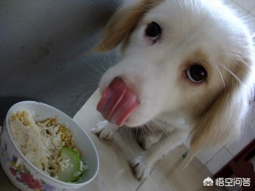 吃屎吧你（狗为什么爱吃屎啊？）