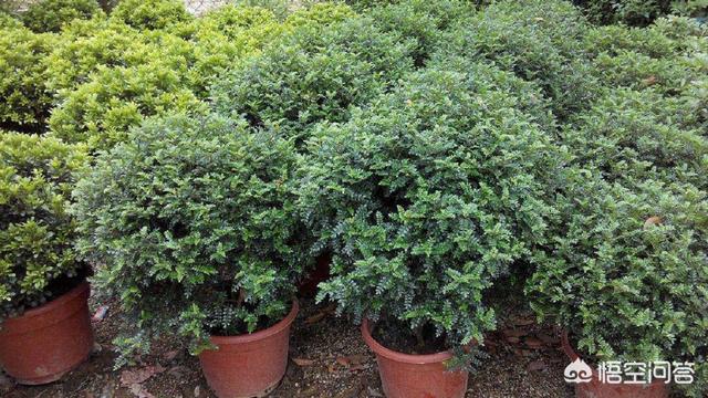 室内花园花草种植,室内花园花草种植方法