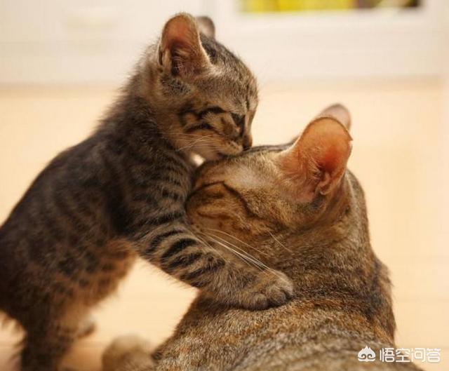 猫妈海外生活，猫妈海外生活视频