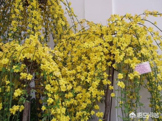 易栽植花卉?易种植花卉!