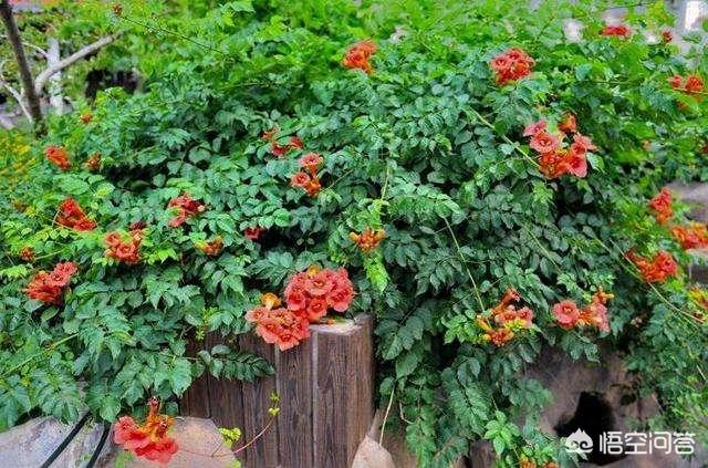 花墙花园种植什么好养活,花墙花园种植什么好养活呢