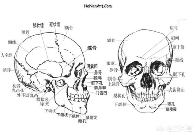 素描绘画技巧和基础知识,素描绘画技巧和基础知识有哪些