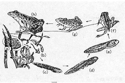 青蛙发育过程? !