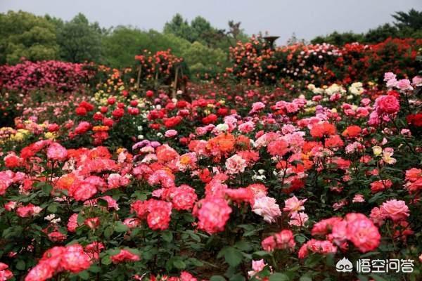 花卉图片大全 城市景观