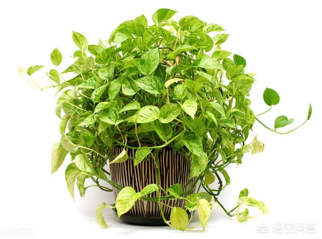 新手养什么植物比较好养活 新手养什么绿植？