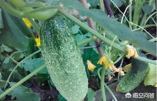 黄瓜的阳台种植方法,黄瓜的阳台种植方法视频