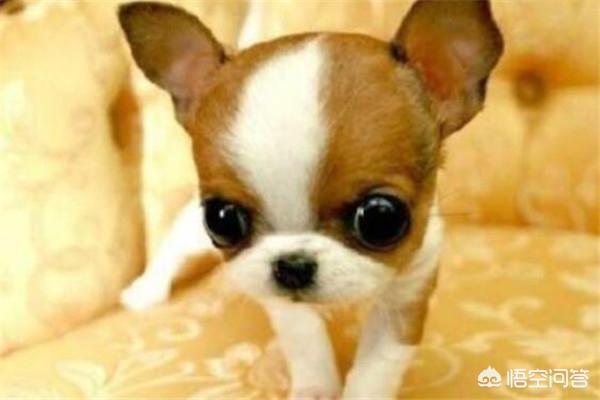 獵犬排名?獵犬排名前十名!