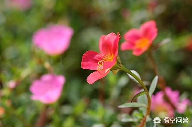 耐寒宿根花卉花期秋末,耐寒的宿根花卉