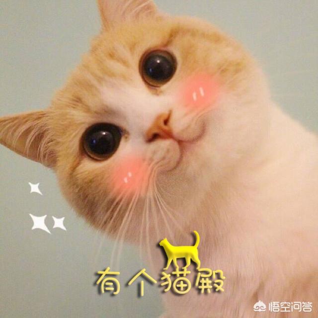 为什么很多人喜欢用猫狗做头像？：小狗微信头像