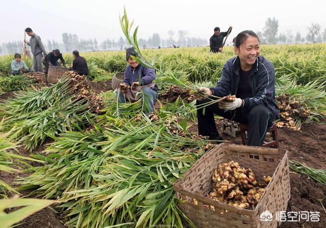 临沂市库存生姜市场在哪里