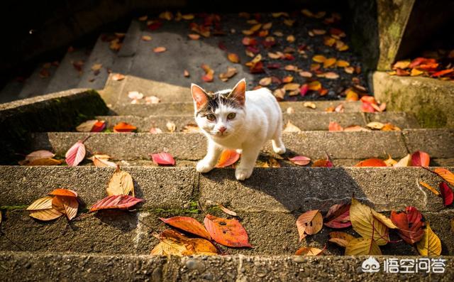 如何和流浪猫建立信任