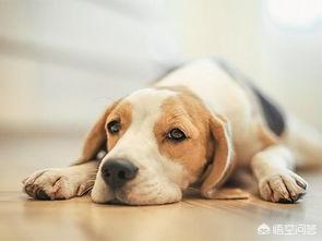 寵物狗能吃鹽嗎?寵物狗能吃鹽嗎為什么!