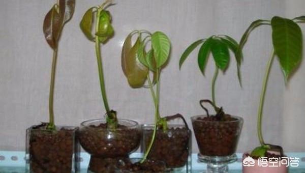 小孩吃剩的水果怎么处理(图7)